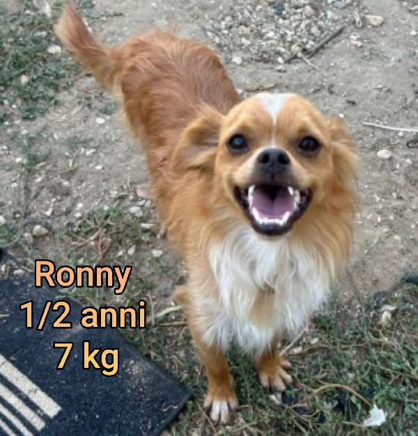 Piccoli cagnolini in cerca d'amore Foto 4