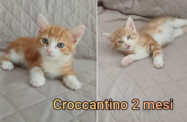 Salvate Un Micio Abbandonato