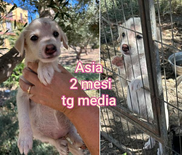 Aiutate Questi Cuccioli! 2 / 3 Mesi