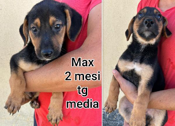 Aiutate questi cuccioli! 2 / 3 mesi Foto 3