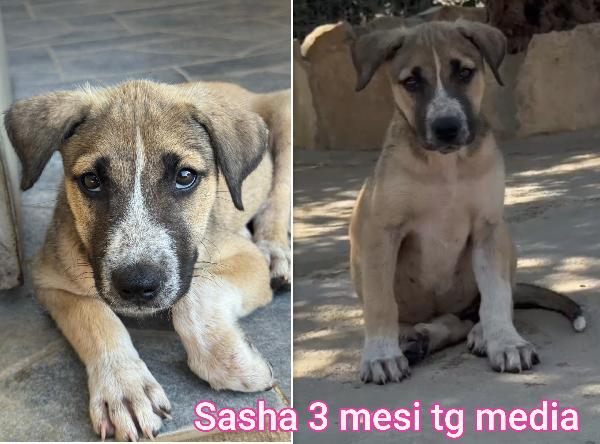 Aiutate questi cuccioli! 2 / 3 mesi Foto 4