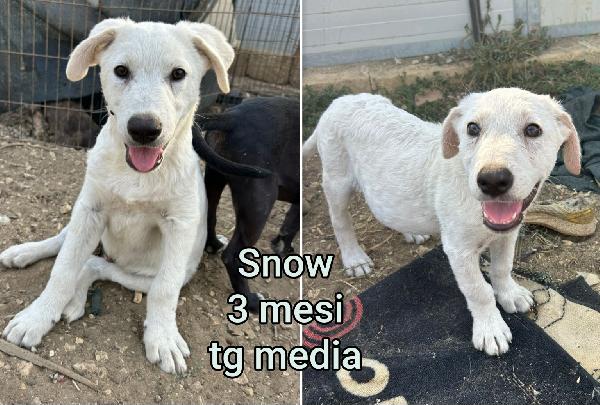 Aiutate questi cuccioli! 2 / 3 mesi Foto 8