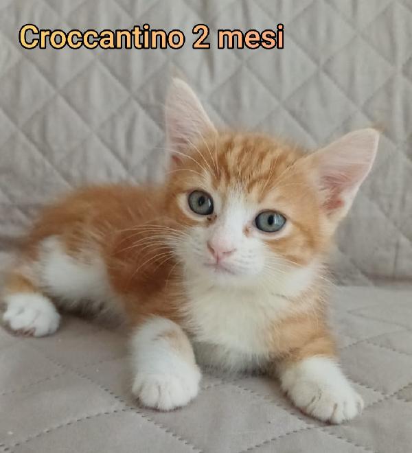 GATTINI: SIAMO AL COLLASSO  Foto 2