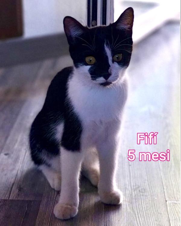 GATTINI: SIAMO AL COLLASSO  Foto 7