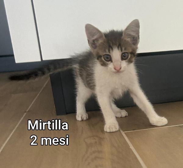GATTINI: SIAMO AL COLLASSO  Foto 9