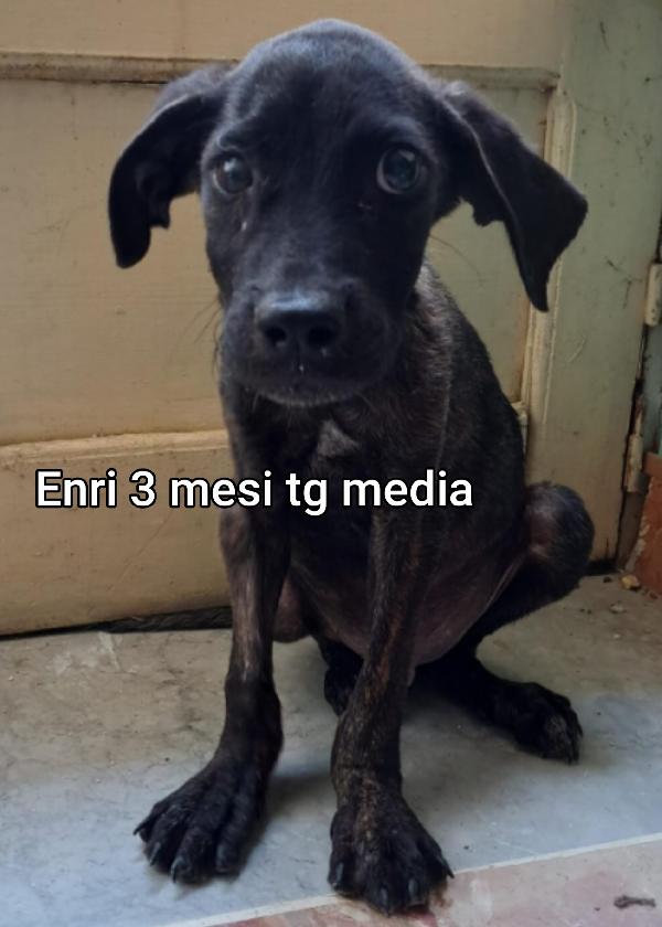 Invisibili cuccioli! Adottate Foto 6
