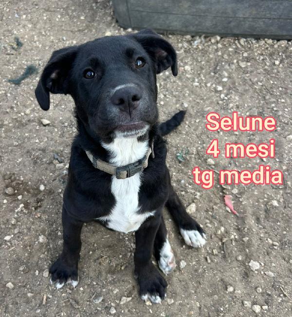 Invisibili cuccioli! Adottate Foto 10
