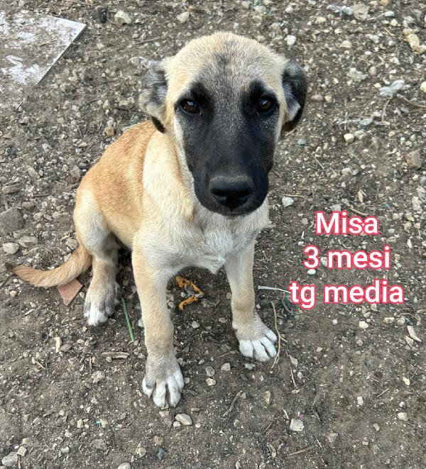 Invisibili cuccioli! Adottate Foto 11