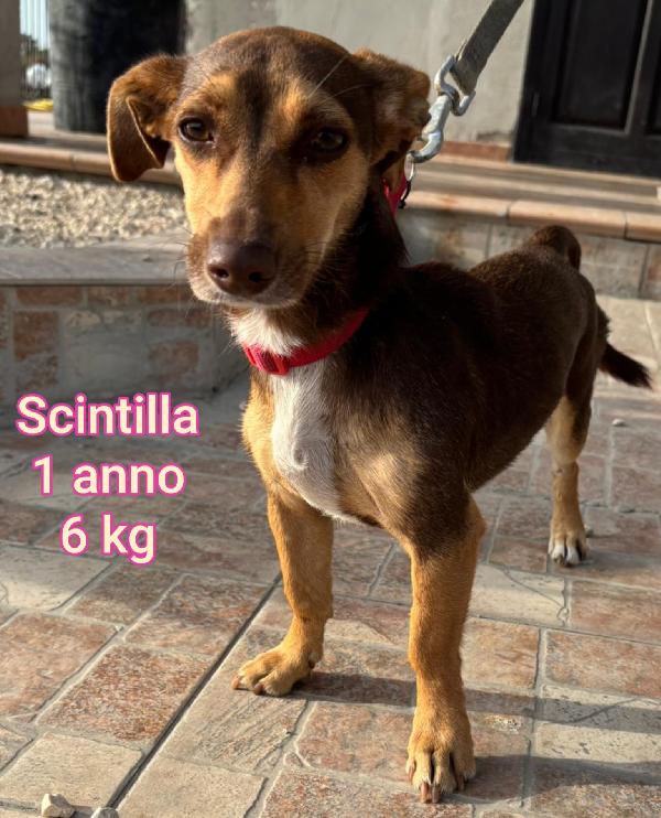 Cani Piccoli E Mediopiccoli 