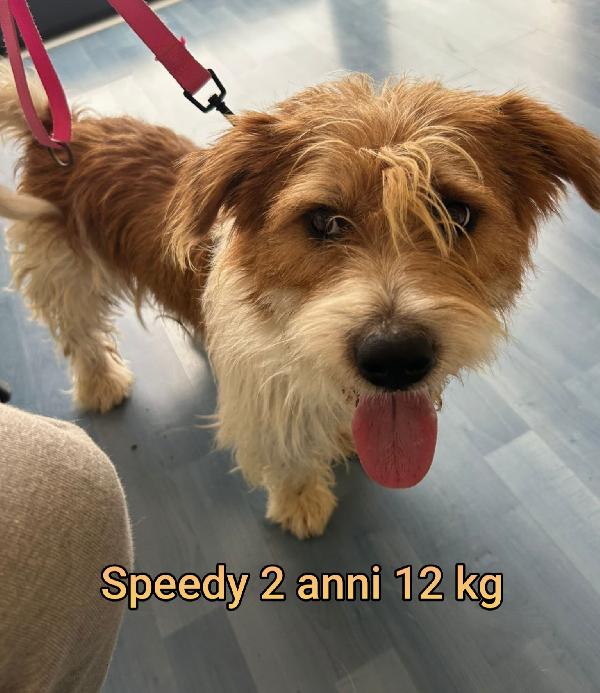 CANI PICCOLI E MEDIOPICCOLI  Foto 5