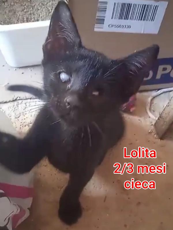 Telefona per salvare un micetto Foto 9