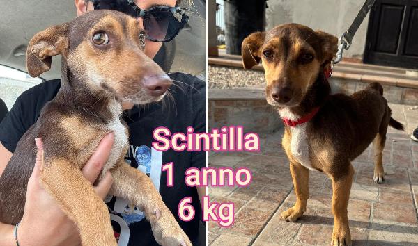Piccolini massimo 15 kg Foto 4