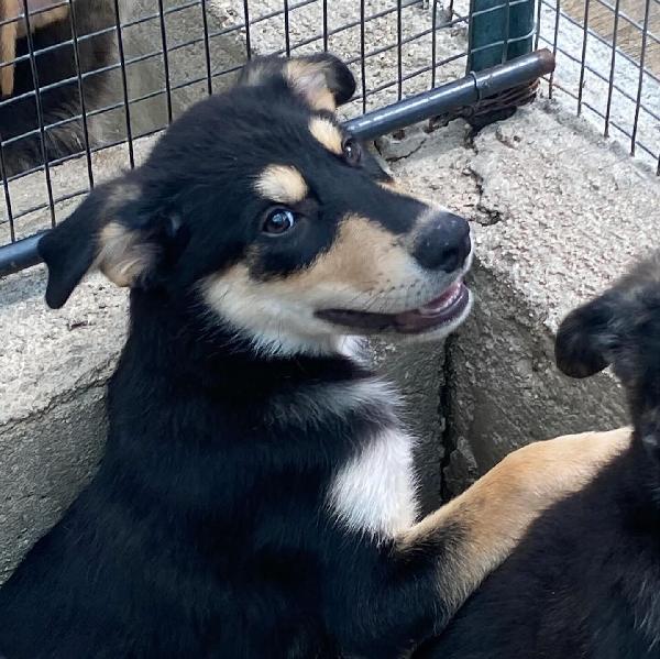 JOE cucciolo 4 mesi cerca adozione - canile di Latina Foto 3