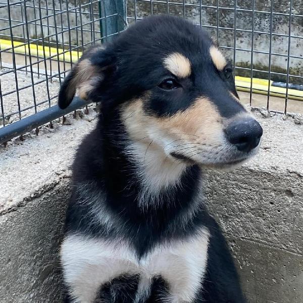 JOE cucciolo 4 mesi cerca adozione - canile di Latina Foto 7