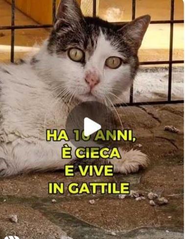 Micia 10Anni Cieca In Gattile 
