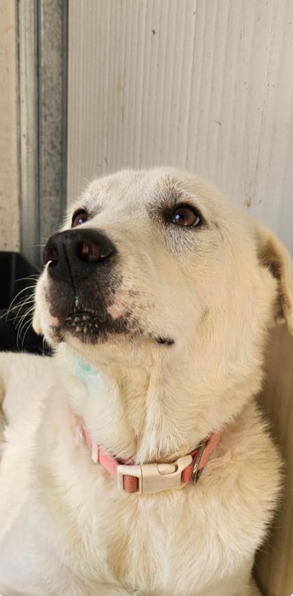 Urgente!!! Sos Stallo Adozione Urgente Per Consuelo Dolce Cagnolina!!! 