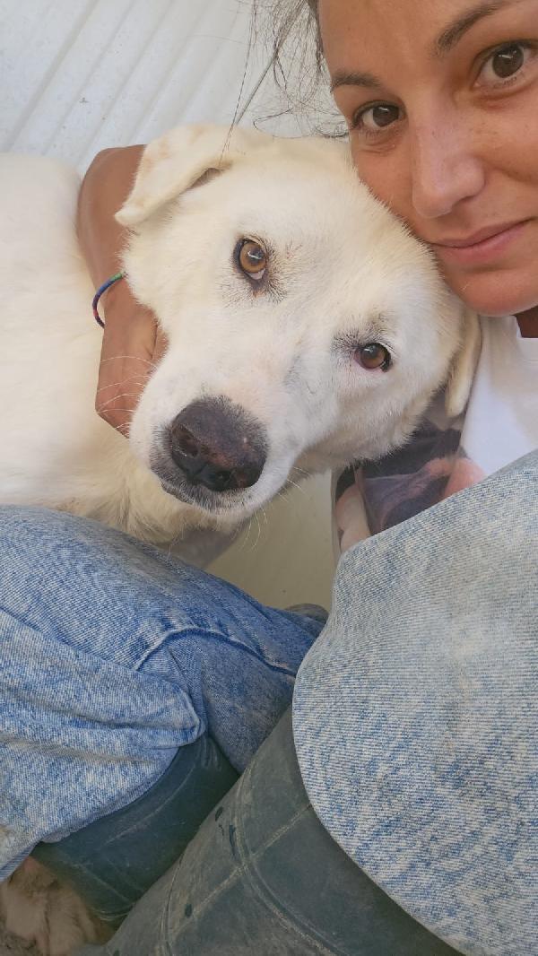 URGENTE!!! SOS STALLO ADOZIONE URGENTE PER CONSUELO DOLCE CAGNOLINA!!!  Foto 2