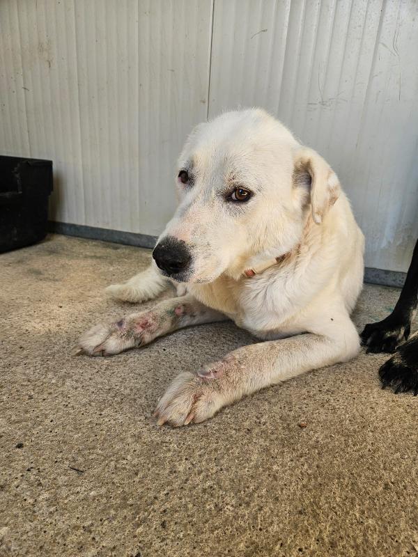 URGENTE!!! SOS STALLO ADOZIONE URGENTE PER CONSUELO DOLCE CAGNOLINA!!!  Foto 3
