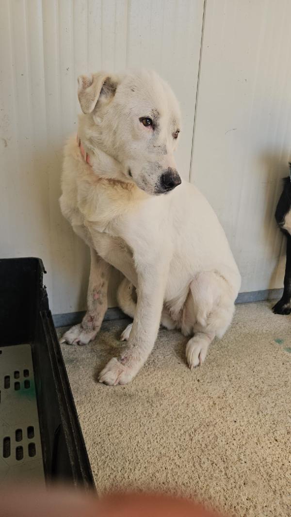 URGENTE!!! SOS STALLO ADOZIONE URGENTE PER CONSUELO DOLCE CAGNOLINA!!!  Foto 4