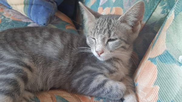 MINNY, dolce gattina da adottare! Foto 8