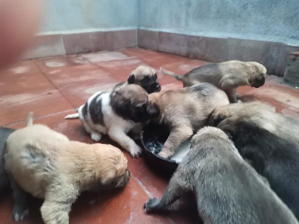 9Cuccioli Mix Pastorini Ancora Da Svezzare! Catania