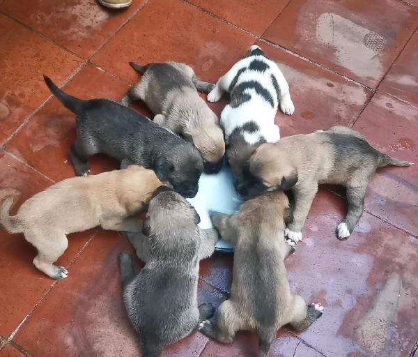 9cuccioli mix pastorini ancora da svezzare! CATANIA Foto 2
