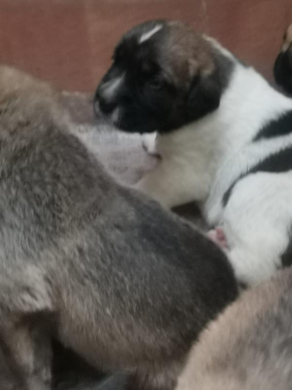 9cuccioli mix pastorini ancora da svezzare! CATANIA Foto 3