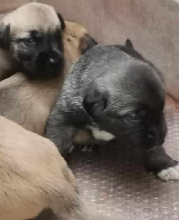 9cuccioli mix pastorini ancora da svezzare! CATANIA Foto 4