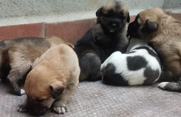 9cuccioli mix pastorini ancora da svezzare! CATANIA Foto 5