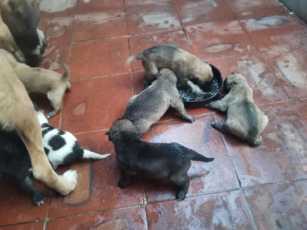 9cuccioli mix pastorini ancora da svezzare! CATANIA Foto 7
