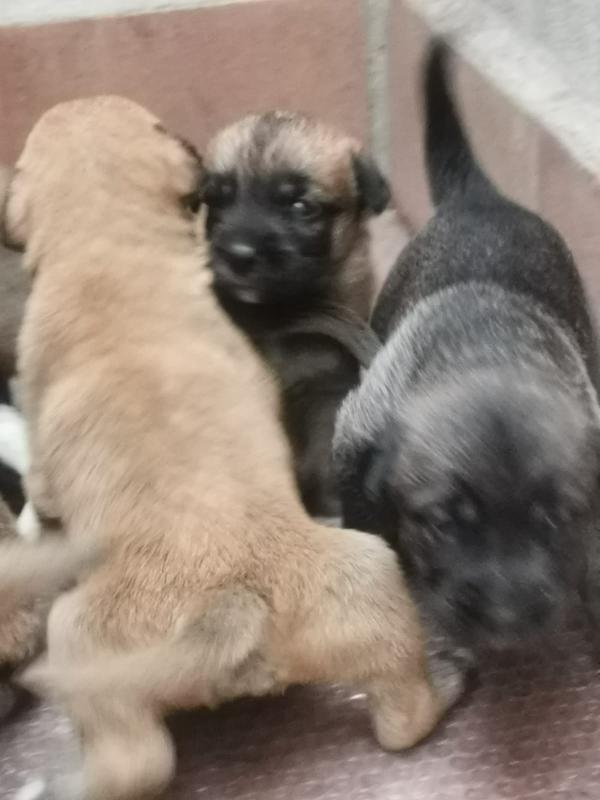 9cuccioli mix pastorini ancora da svezzare! CATANIA Foto 6