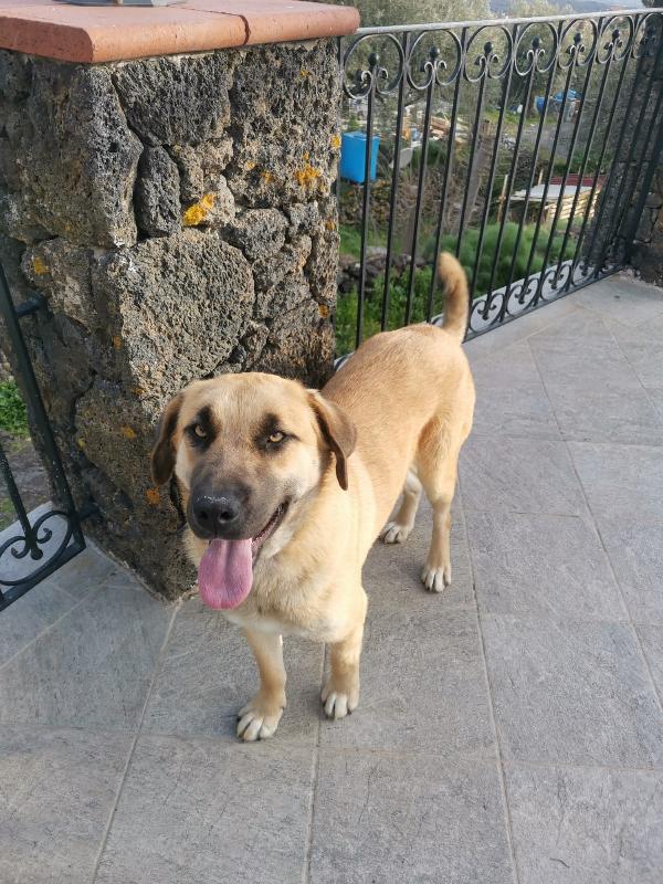 9cuccioli mix pastorini ancora da svezzare! CATANIA Foto 8