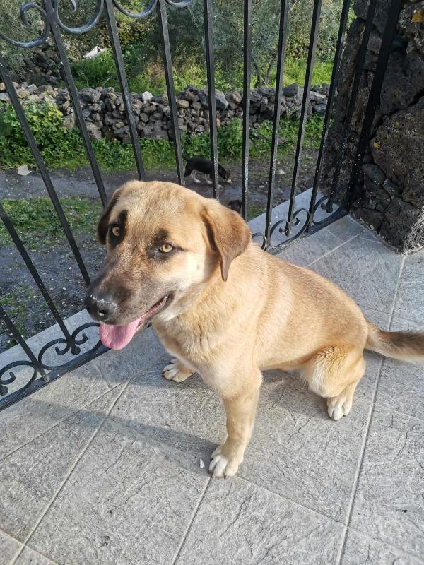 9cuccioli mix pastorini ancora da svezzare! CATANIA Foto 9