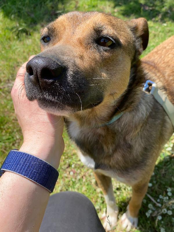🔆🐾 idie 🐾🔆 taglia medio piccola in adozione  Foto 2