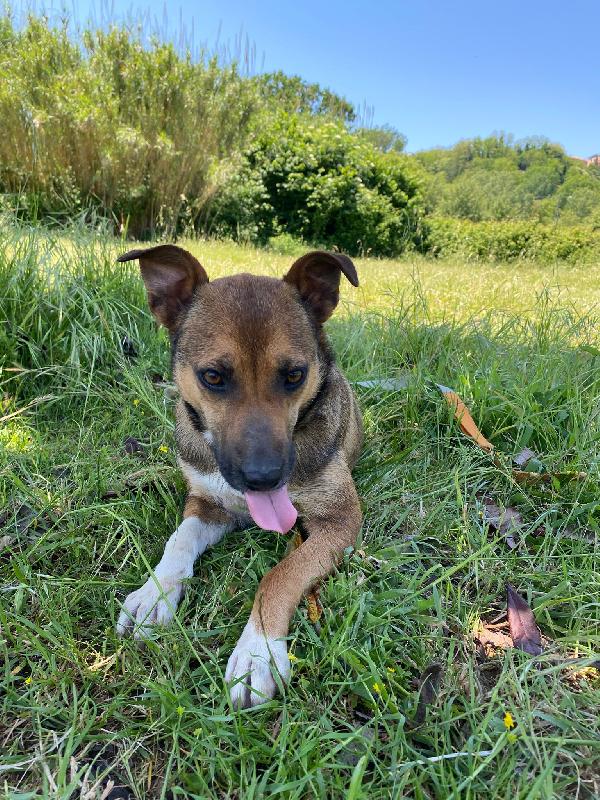 🔆🐾 idie 🐾🔆 taglia medio piccola in adozione  Foto 5