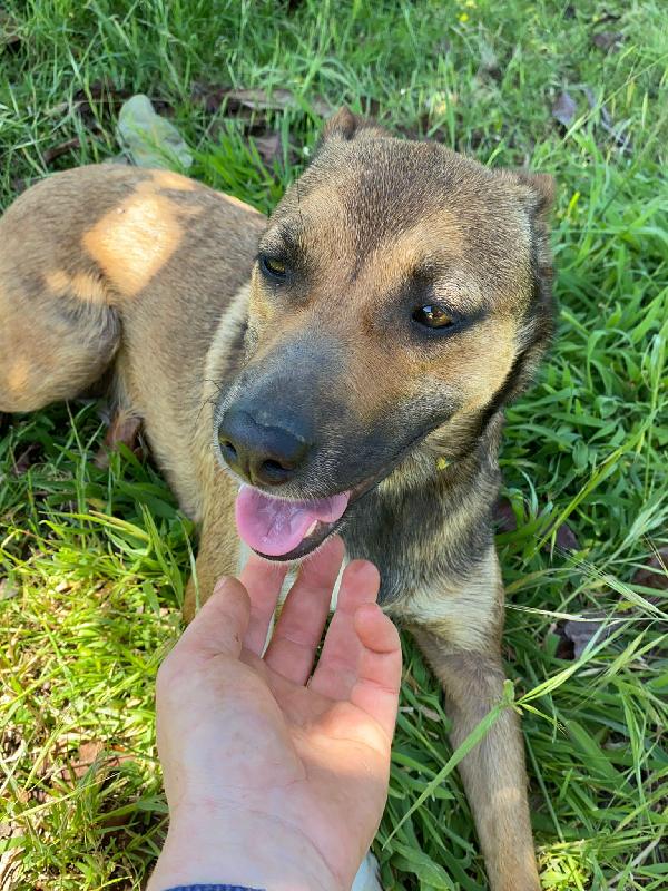 🔆🐾 idie 🐾🔆 taglia medio piccola in adozione  Foto 7