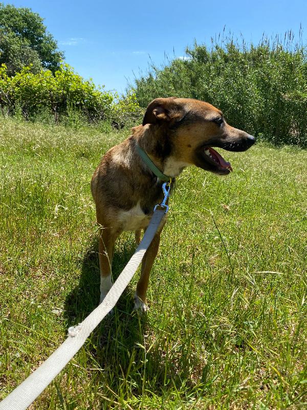 🔆🐾 idie 🐾🔆 taglia medio piccola in adozione  Foto 10