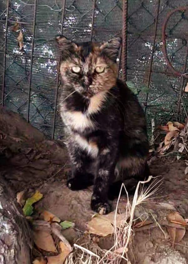 TARTINA: MICIA DI 1 ANNO E MEZZO CERCA FAMIGLIA Foto 3