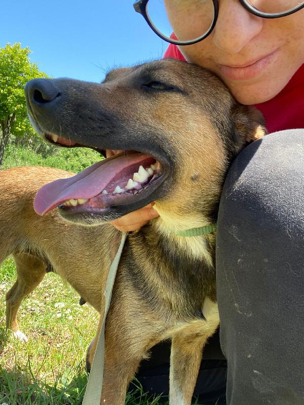 🌸🐾 idie 🐾🌸 dolce cagnolina taglia medio piccola in adozione  Foto 4