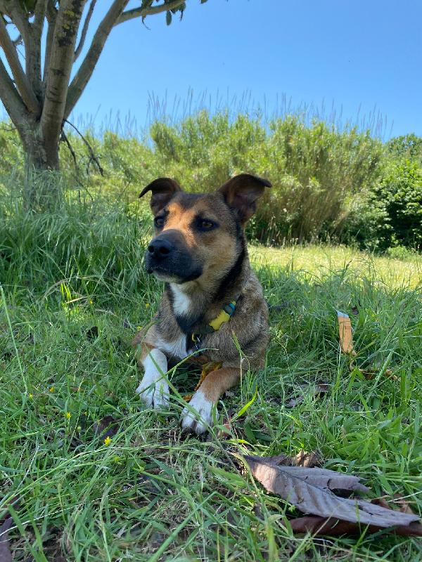 🌸🐾 idie 🐾🌸 dolce cagnolina taglia medio piccola in adozione  Foto 5