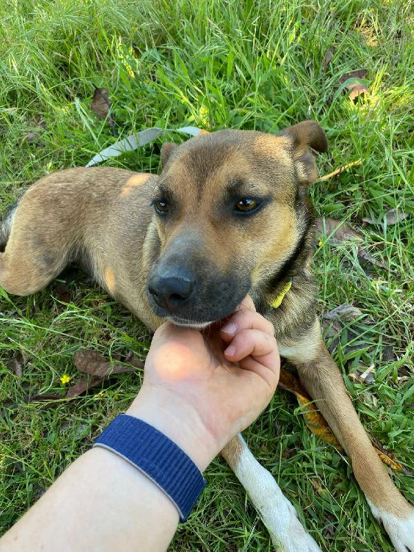 🌸🐾 idie 🐾🌸 dolce cagnolina taglia medio piccola in adozione  Foto 6