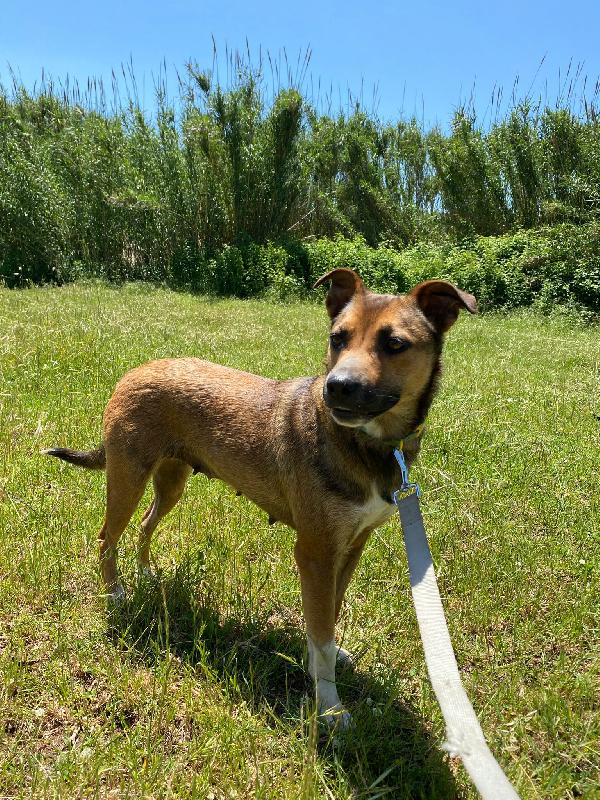 🌸🐾 idie 🐾🌸 dolce cagnolina taglia medio piccola in adozione  Foto 8