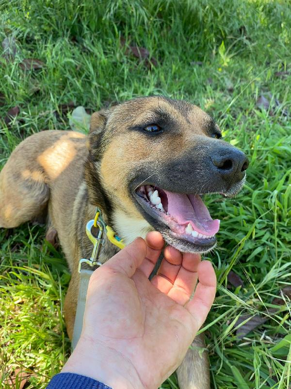 🌸🐾 idie 🐾🌸 dolce cagnolina taglia medio piccola in adozione  Foto 9