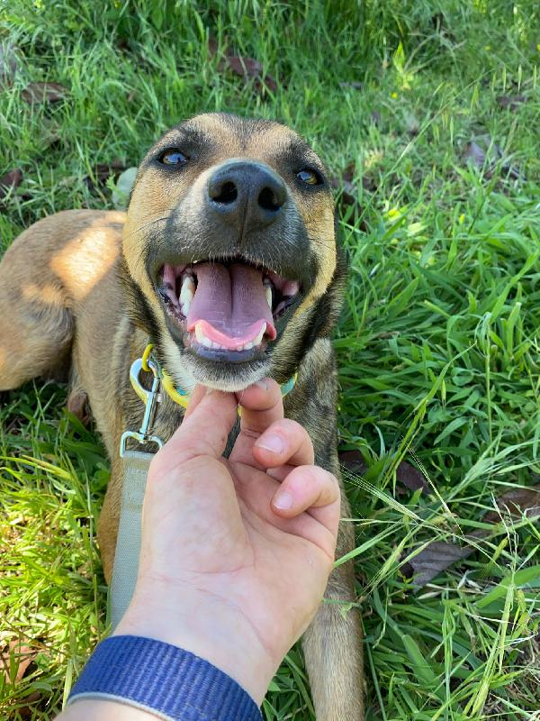 🌸🐾 idie 🐾🌸 dolce cagnolina taglia medio piccola in adozione  Foto 10