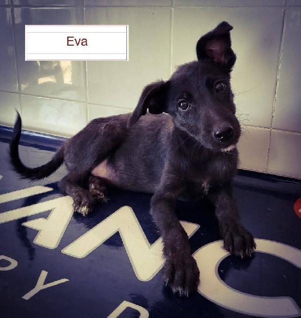 SOS CUCCIOLI per tutti i gusti  Foto 4