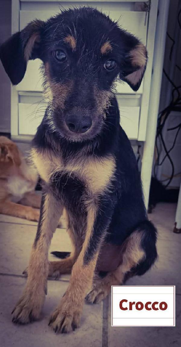 SOS CUCCIOLI per tutti i gusti  Foto 5