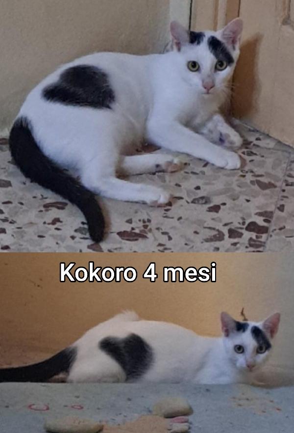 Stupendi micini abbandonati  Foto 3