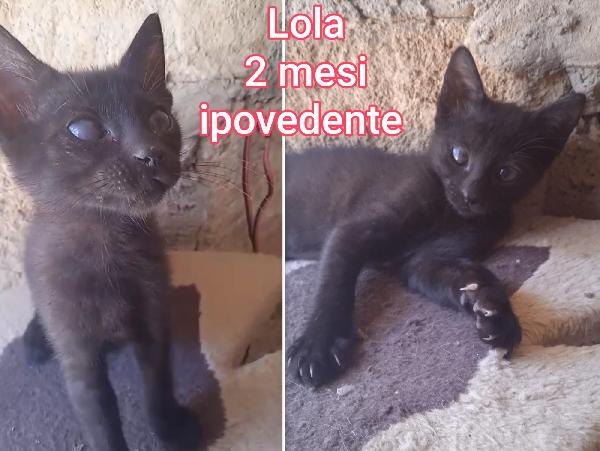Stupendi micini abbandonati  Foto 4