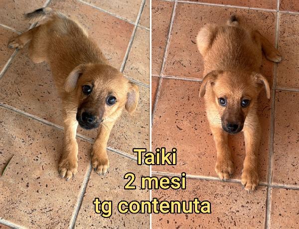 Salvate Uno Di Questi Cuccioli 