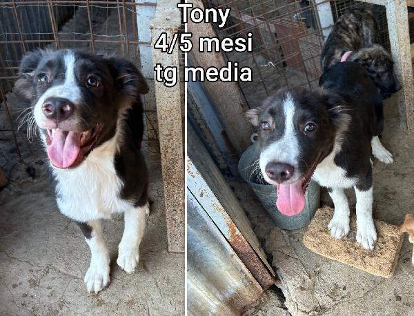 Salvate uno di questi cuccioli  Foto 2